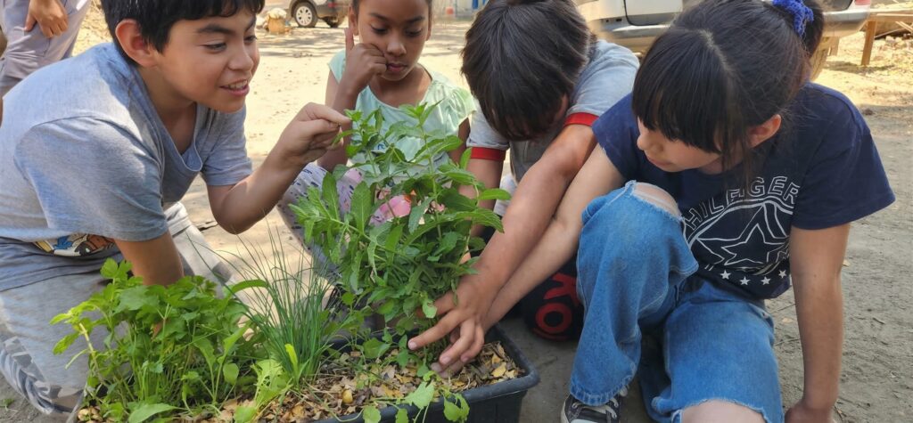 hortalizas y flores que se pueden sembrar en diciembre en Chile en huertos domésticos