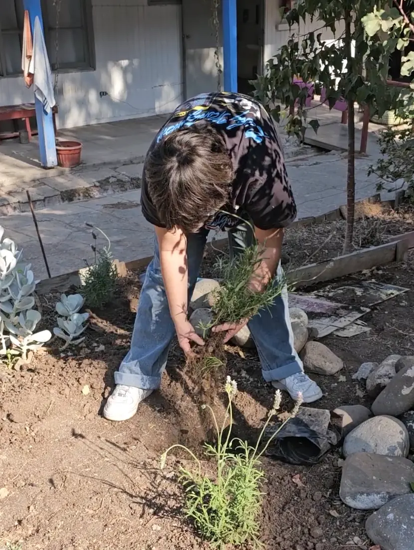 Voluntaria plantando lavanda en el huerto comunitario